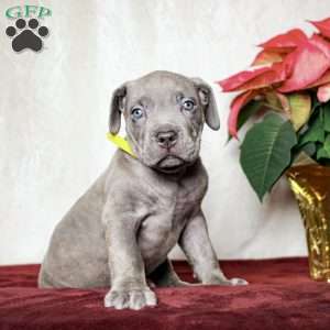 Elisha, Cane Corso Puppy